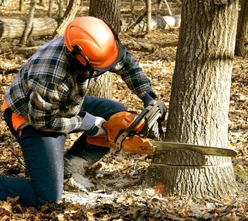 Tree Removal in Dickinson, TX
